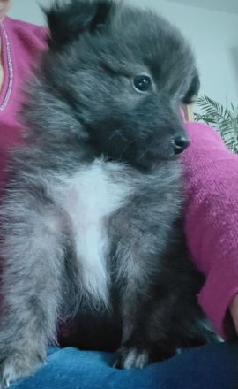 Zwergspitz- Shelti- Welpen - nur noch ein Rüde