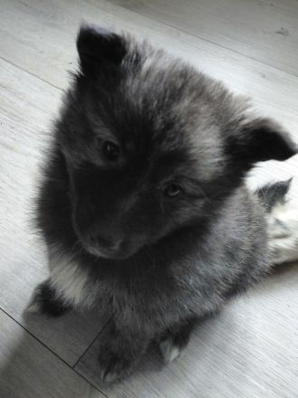 Zwergspitz- Shelti- Mädchen