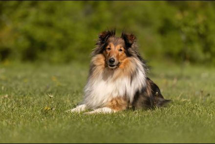 Zwergspitz- Shelti- Welpen