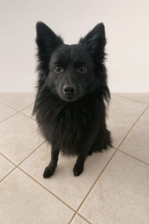 Zwergspitz- Shelti- Welpen