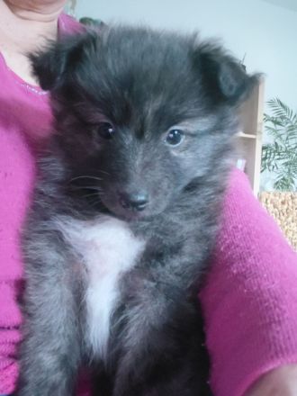 Zwergspitz- Shelti- Welpen
