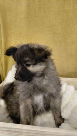 Zwergspitz- Shelti- Welpen