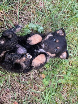Zuckersüße, kleine Welpen suchen ein liebevolles Zuhause 🐶❤️