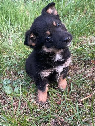 Zuckersüße, kleine Welpen suchen ein liebevolles Zuhause 🐶❤️