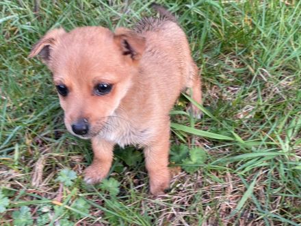 Zuckersüße, kleine Welpen suchen ein liebevolles Zuhause 🐶❤️