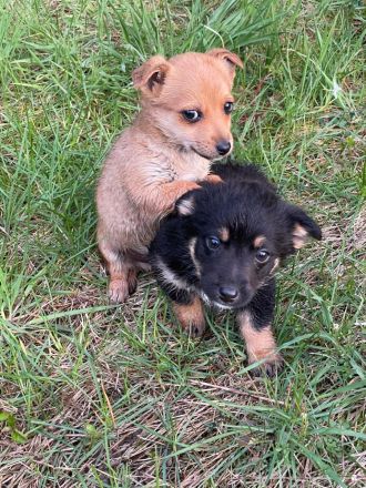 Zuckersüße, kleine Welpen suchen ein liebevolles Zuhause 🐶❤️