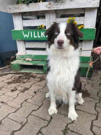 Themba, Mini Aussie, geb. 2023, muss noch alles lernen und braucht Auslastung