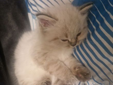 Maine coon mix Perser kitten