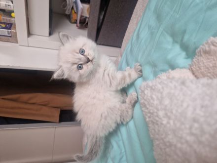 Maine coon mix Perser kitten