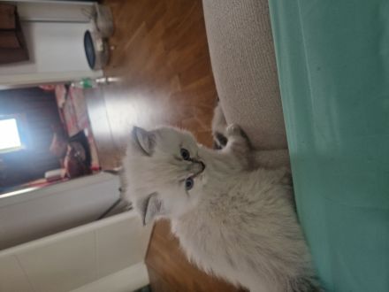 Maine coon mix Perser kitten