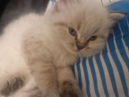 Maine coon mix Perser kitten