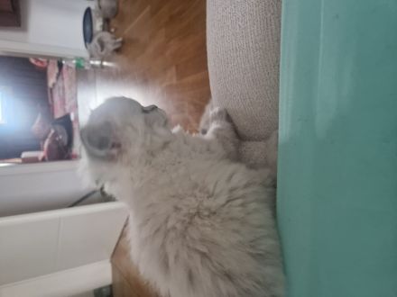 Maine coon mix Perser kitten