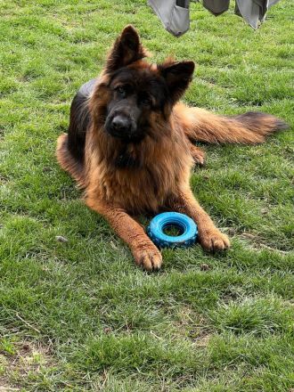 Deutsche Reinrassige Schäferhund Welpen mit geradem Rücken