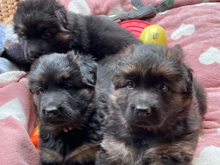 Deutsche Reinrassige Schäferhund Welpen mit geradem Rücken