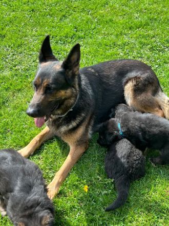 Deutsche Reinrassige Schäferhund Welpen mit geradem Rücken