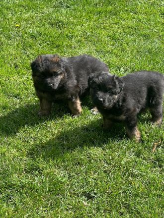 Deutsche Reinrassige Schäferhund Welpen mit geradem Rücken