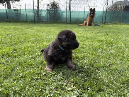 Deutsche Reinrassige Schäferhund Welpen mit geradem Rücken