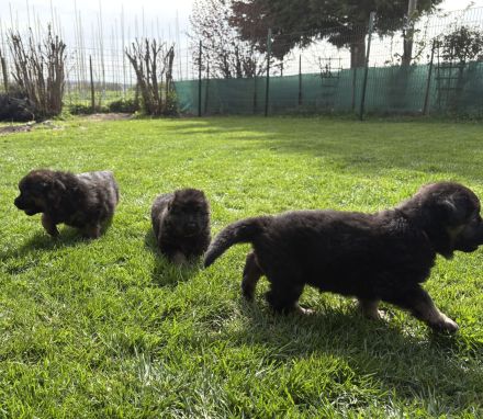 Deutsche Reinrassige Schäferhund Welpen mit geradem Rücken