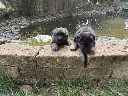 Deutsche Reinrassige Schäferhund Welpen mit geradem Rücken
