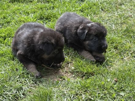 Deutsche Reinrassige Schäferhund Welpen mit geradem Rücken