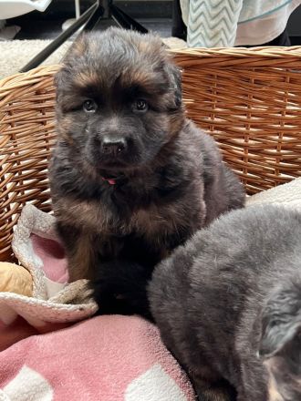 Deutsche Reinrassige Schäferhund Welpen mit geradem Rücken