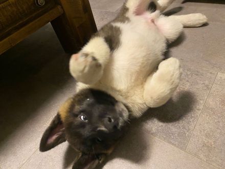 American Akita Welpen aus Familienwurf – letzter Rüde (15 Wochen) sucht sein Zuhause 🐾