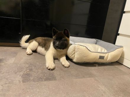 American Akita Welpen aus Familienwurf – letzter Rüde (15 Wochen) sucht sein Zuhause 🐾