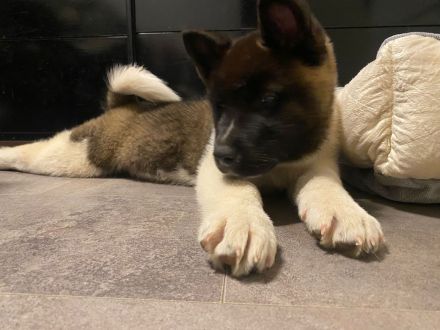 American Akita Welpen aus Familienwurf – letzter Rüde (15 Wochen) sucht sein Zuhause 🐾