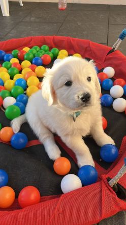 Herzensbrecher auf vier Pfoten