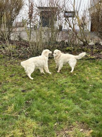 Herzensbrecher auf vier Pfoten