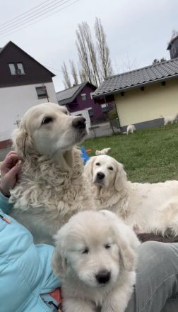 Herzensbrecher auf vier Pfoten