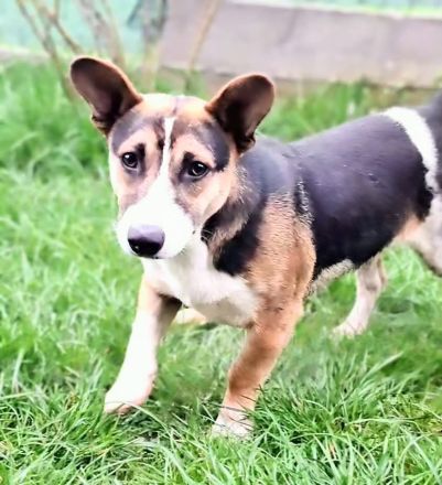 Johnny sucht sein Für-immer-Zuhause