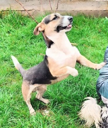 Johnny sucht sein Für-immer-Zuhause