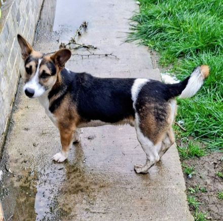 Johnny sucht sein Für-immer-Zuhause