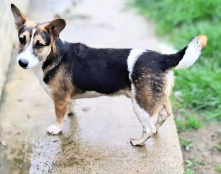 Johnny sucht sein Für-immer-Zuhause