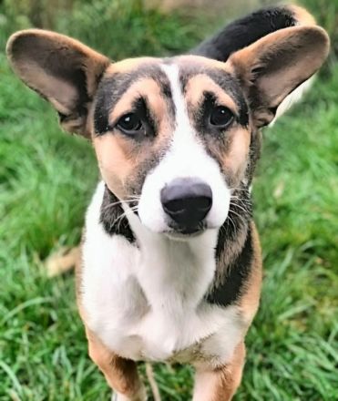 Johnny sucht sein Für-immer-Zuhause