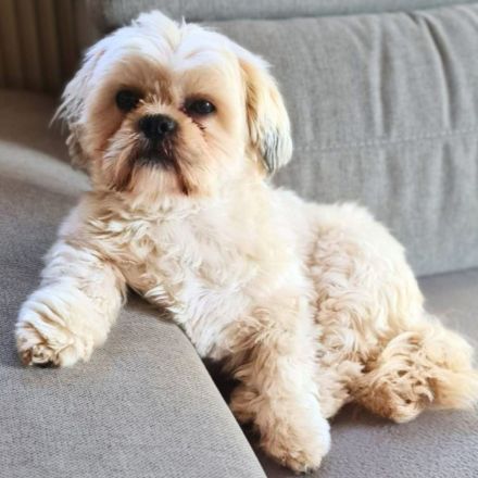 Olaf in 91154 Roth sucht sein Für-immer-Zuhause