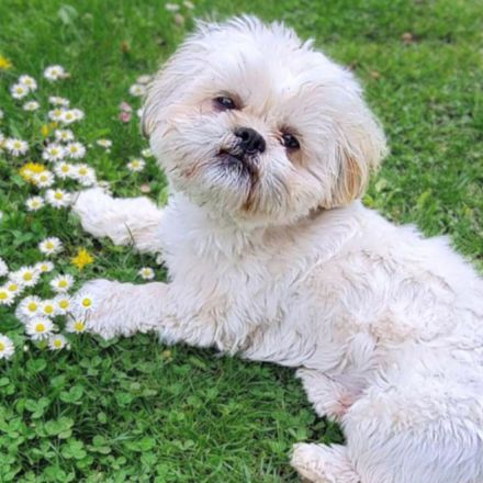 Olaf in 91154 Roth sucht sein Für-immer-Zuhause