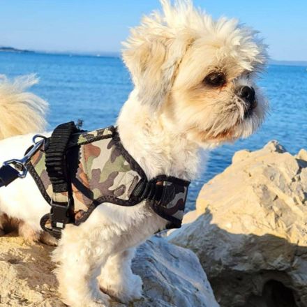 Olaf in 91154 Roth sucht sein Für-immer-Zuhause