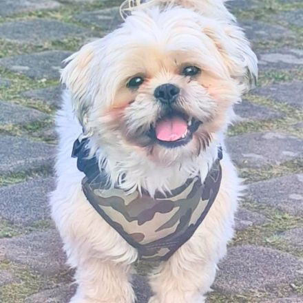 Olaf in 91154 Roth sucht sein Für-immer-Zuhause