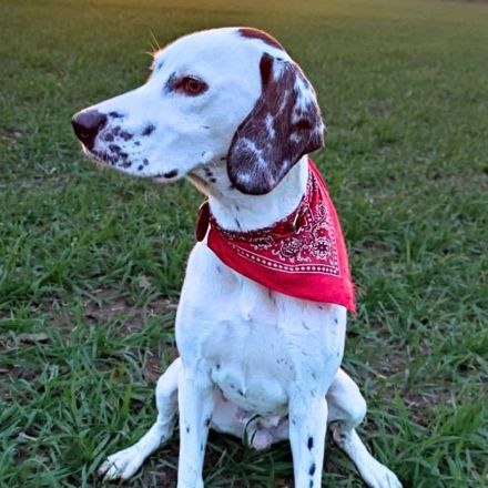 Emmi in 23996 Dalliendorf sucht ihr Für-immer-Zuhause