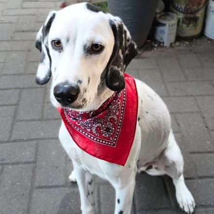 Emmi in 23996 Dalliendorf sucht ihr Für-immer-Zuhause