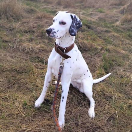 Emmi in 23996 Dalliendorf sucht ihr Für-immer-Zuhause