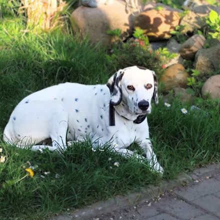 Emmi in 23996 Dalliendorf sucht ihr Für-immer-Zuhause