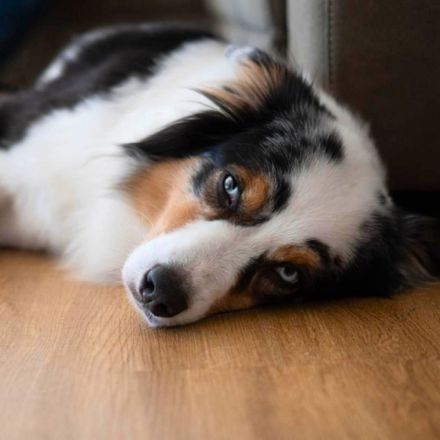 Anouk in 45721 Haltern am See sucht ihr Für-immer-Zuhause