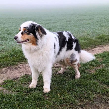 Anouk in 45721 Haltern am See sucht ihr Für-immer-Zuhause