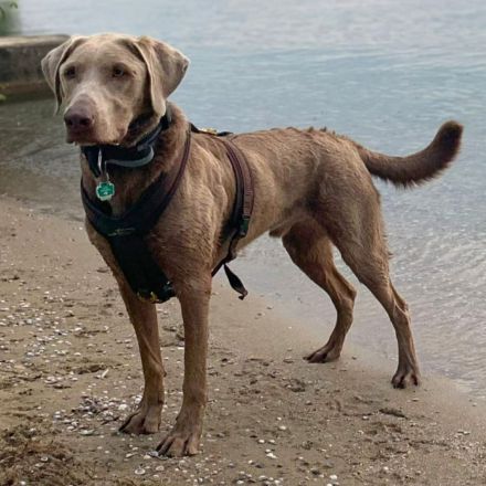 Joker in 01723 Kesselsdorf sucht sein Für-immer-Zuhause