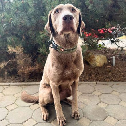 Joker in 01723 Kesselsdorf sucht sein Für-immer-Zuhause