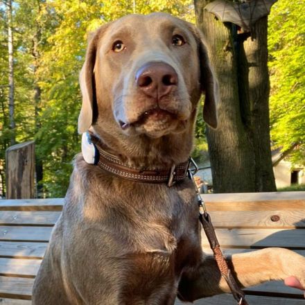 Joker in 01723 Kesselsdorf sucht sein Für-immer-Zuhause