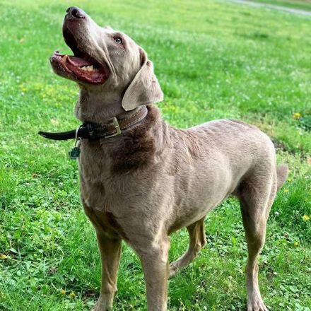 Joker in 01723 Kesselsdorf sucht sein Für-immer-Zuhause